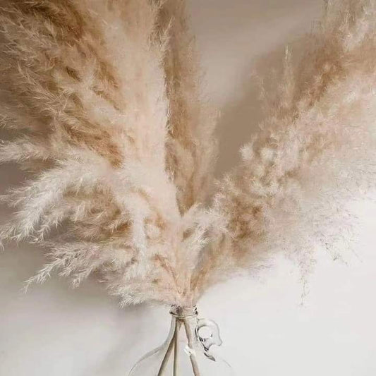 Vivolux | 1,5M Pampasgras