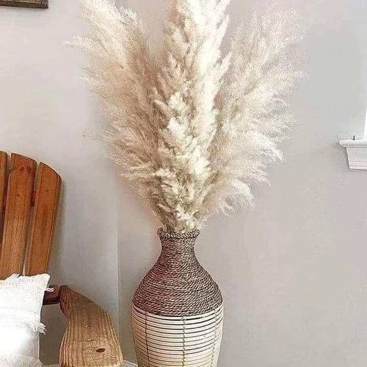 Vivolux | 1,5M Pampasgras